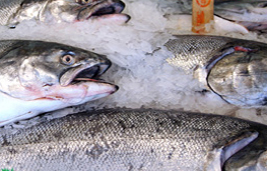 Fresh Fish delivery
